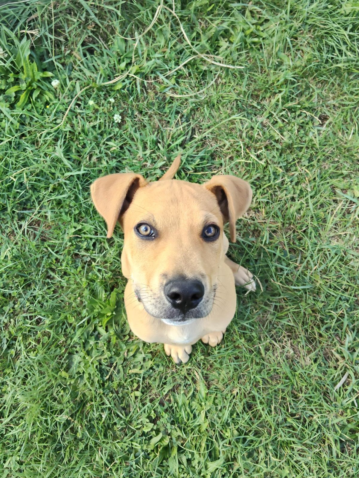 Gallery image: Huckleberry