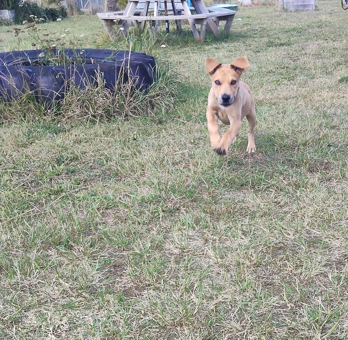 Gallery image: Huckleberry