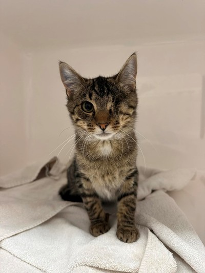 Popeye - Domestic Short Hair