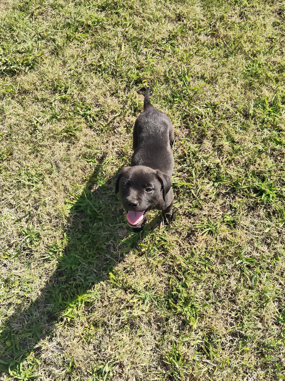 Gallery image: Bowie