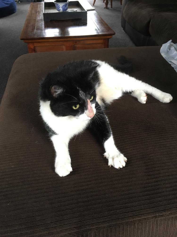 Eli happily reunited at his home in Featherston