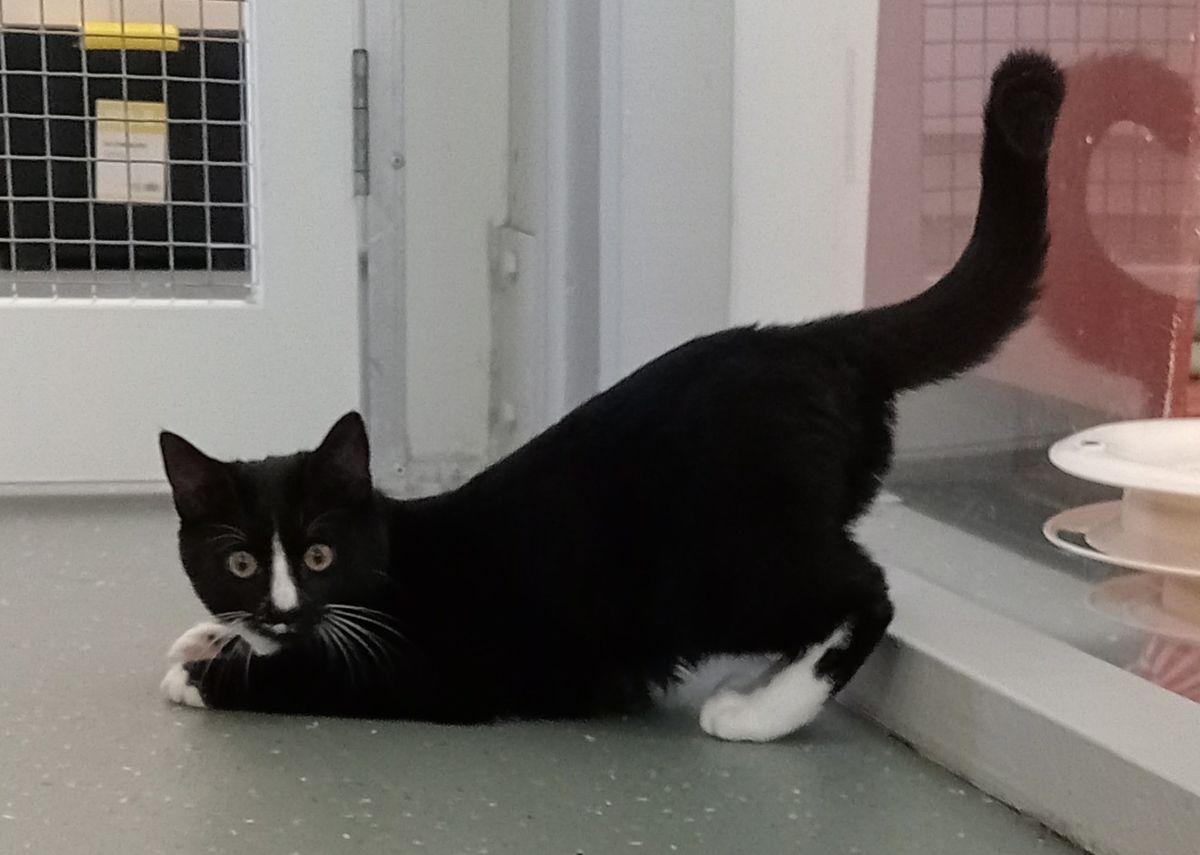 Gallery image: Piper