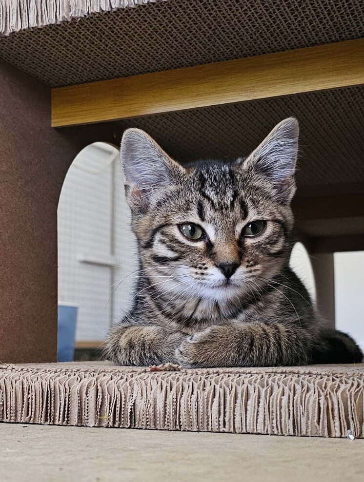 Gallery image: Sausage