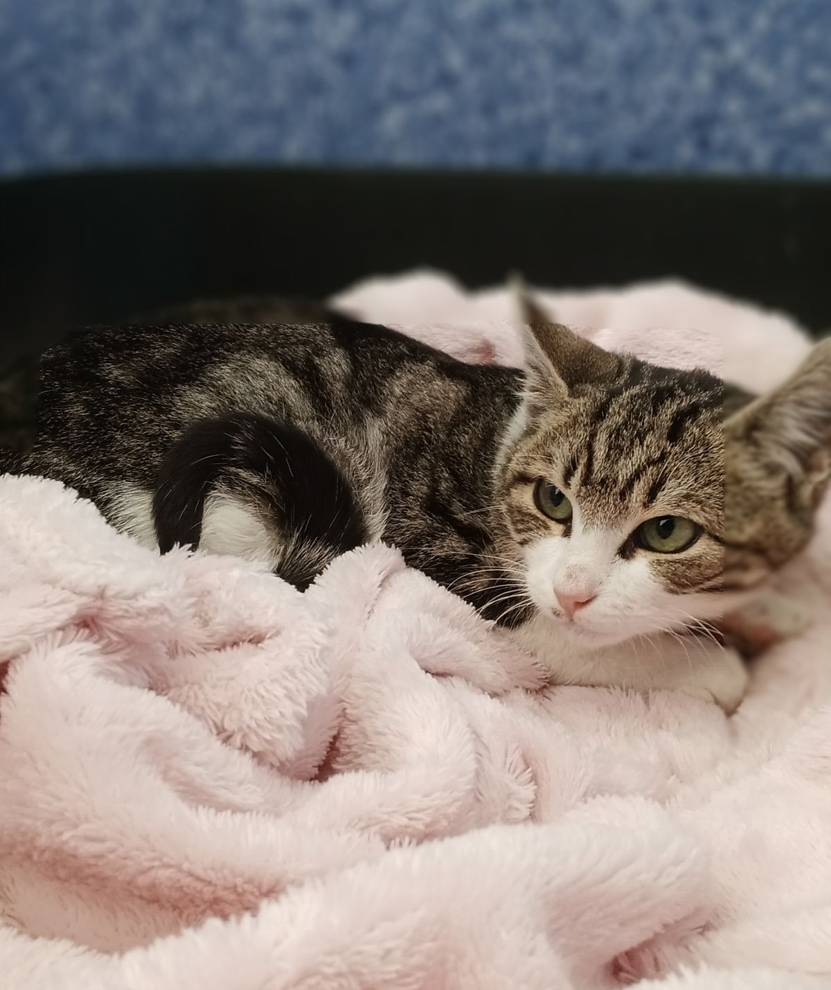 Gallery image: Ralph