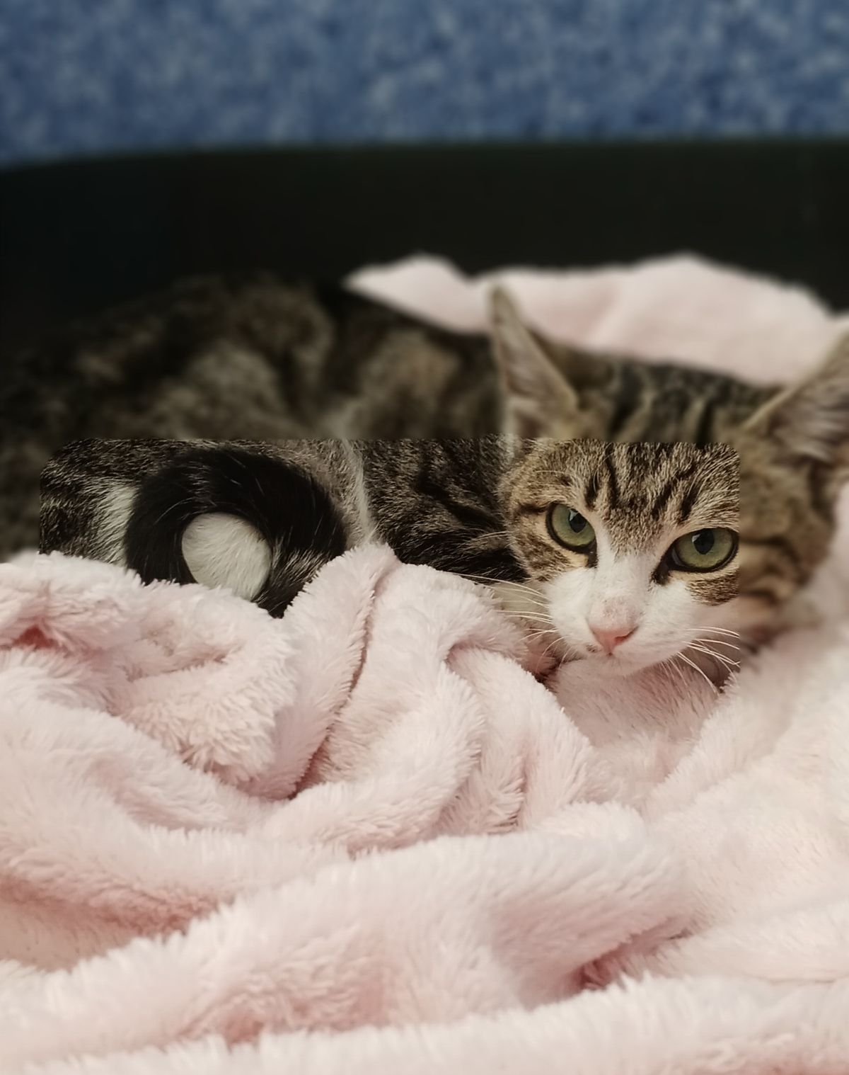 Gallery image: Ralph