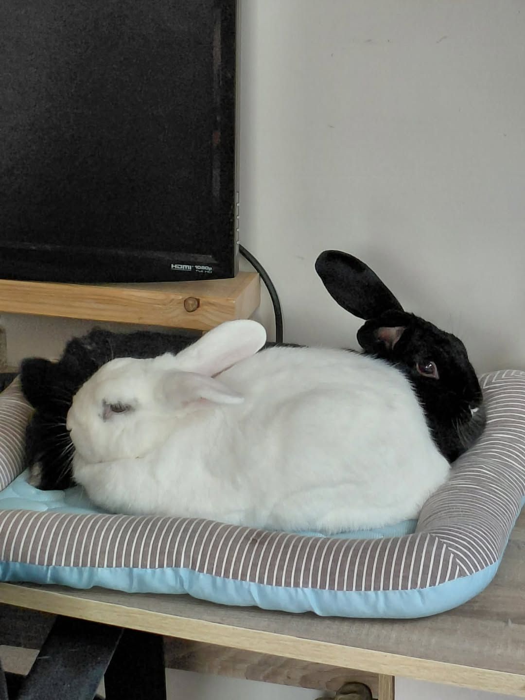 Gallery image: Freya