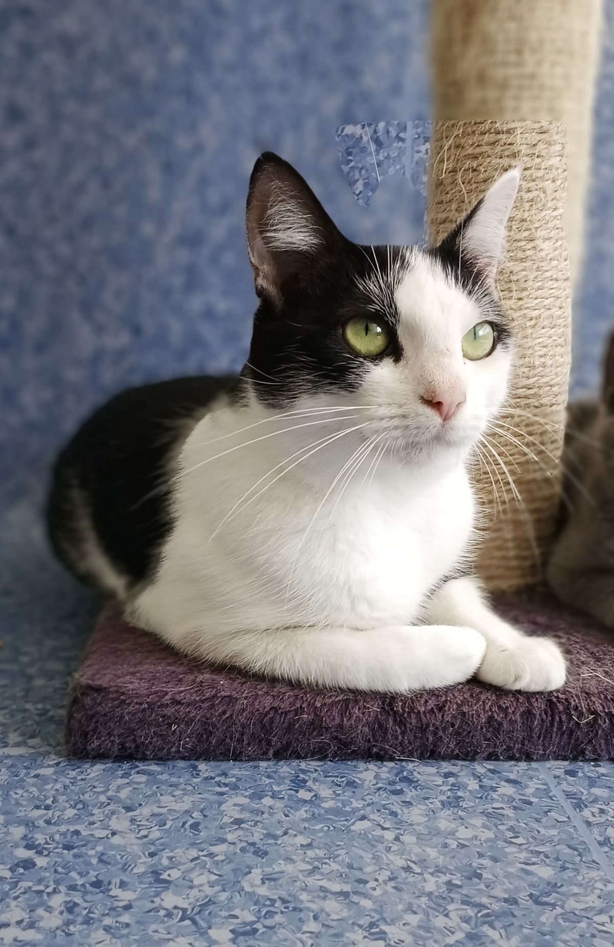 Gallery image: Eevee