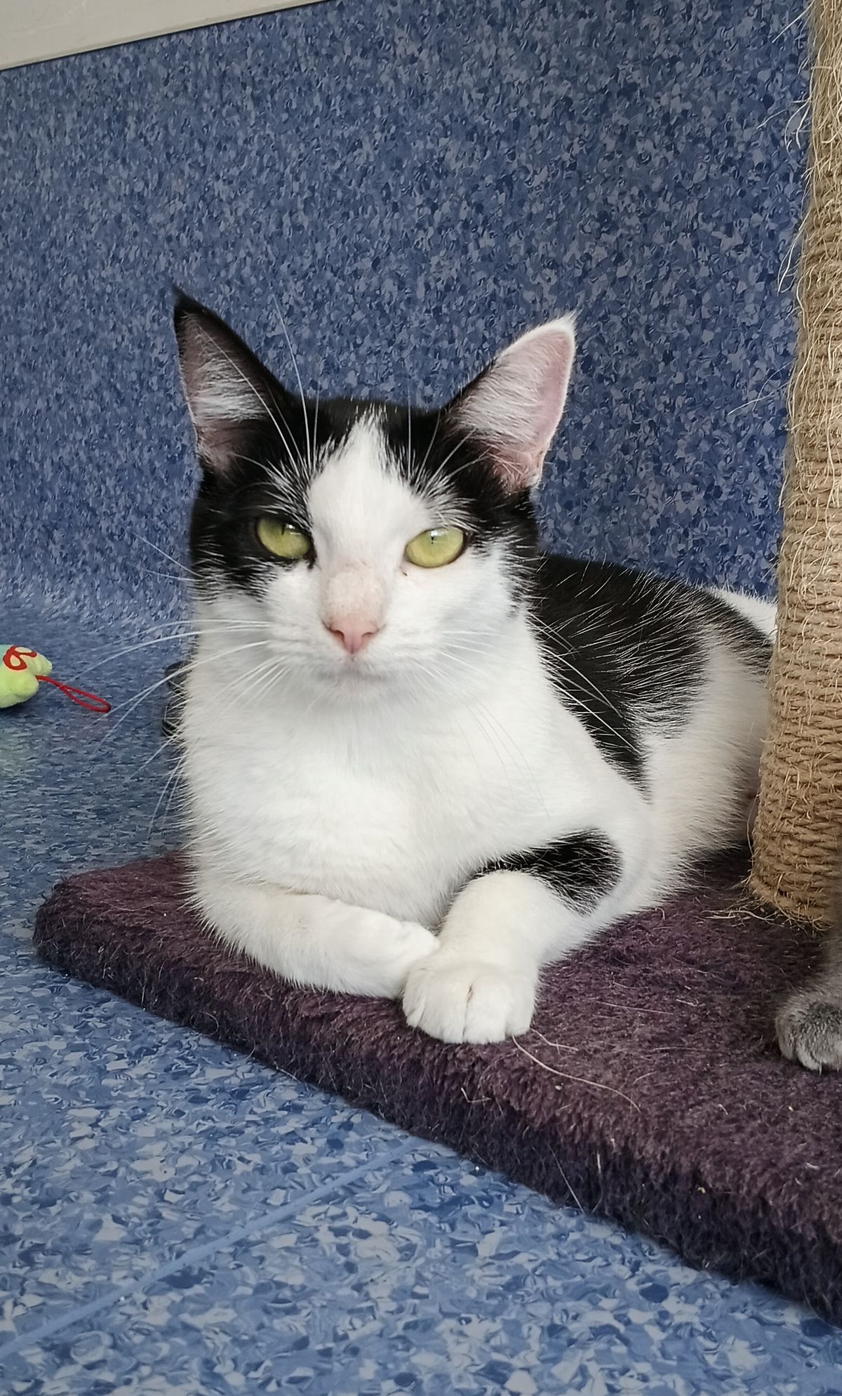 Gallery image: Eevee