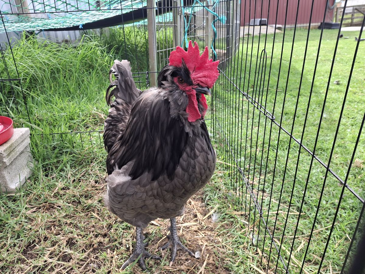 Gallery image: Velociraptor