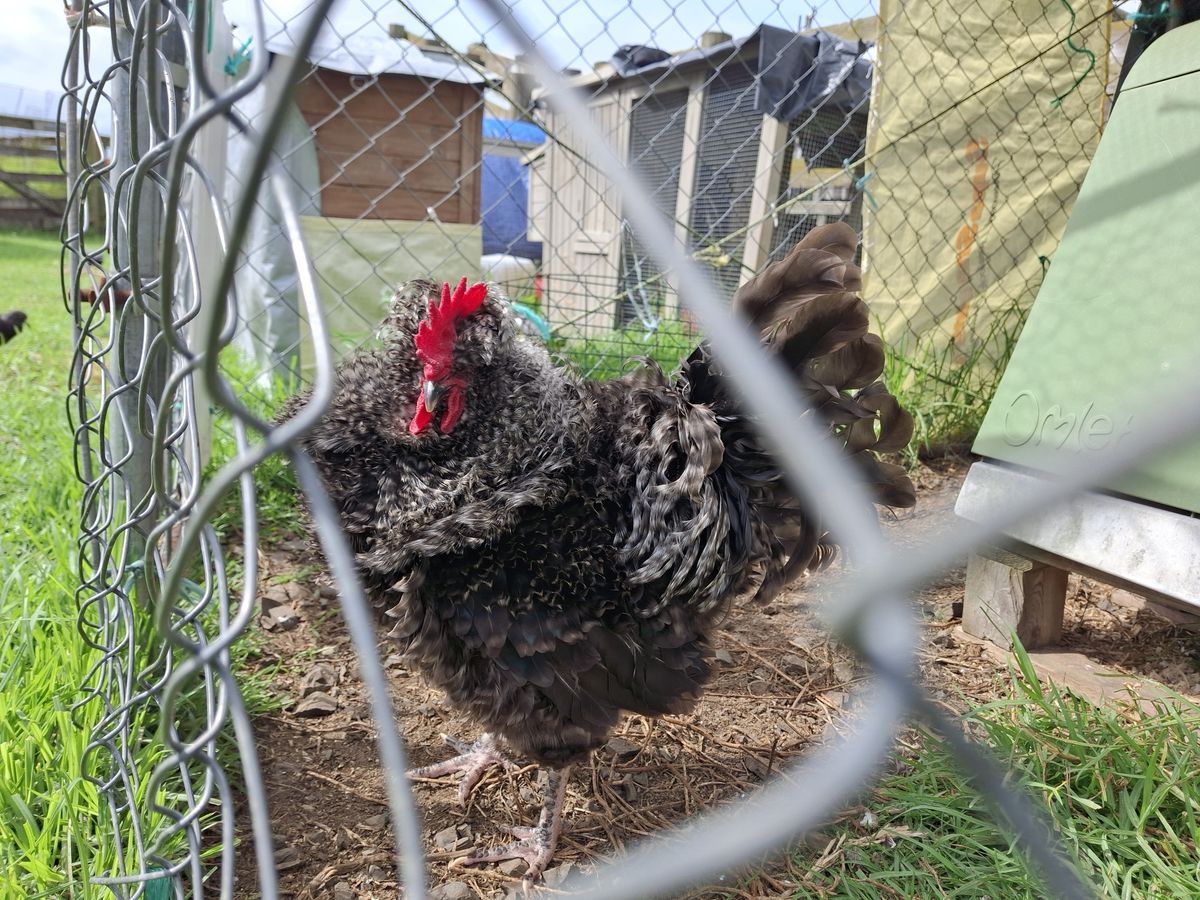 Gallery image: Diplodocus