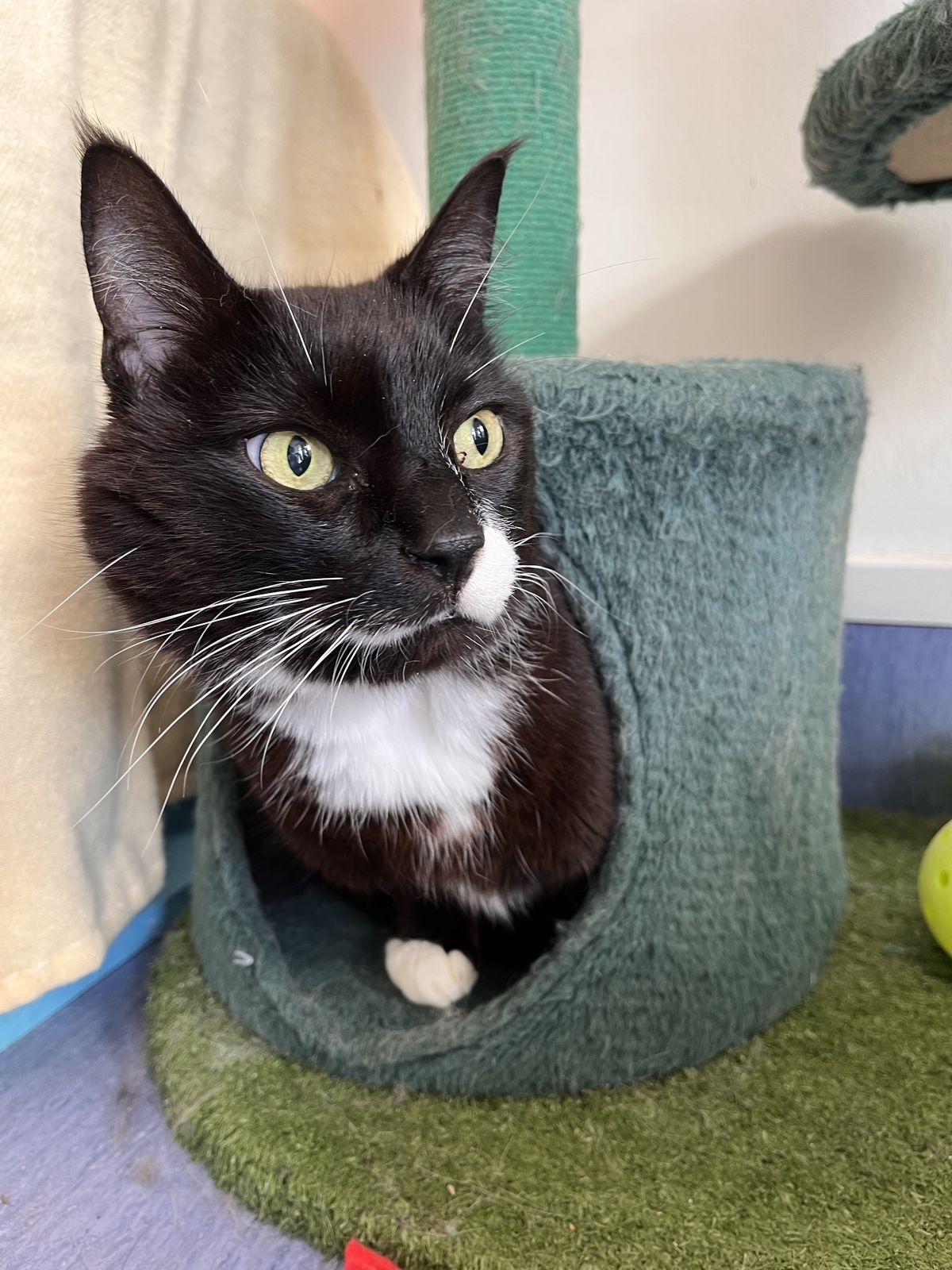 Gallery image: Mittens