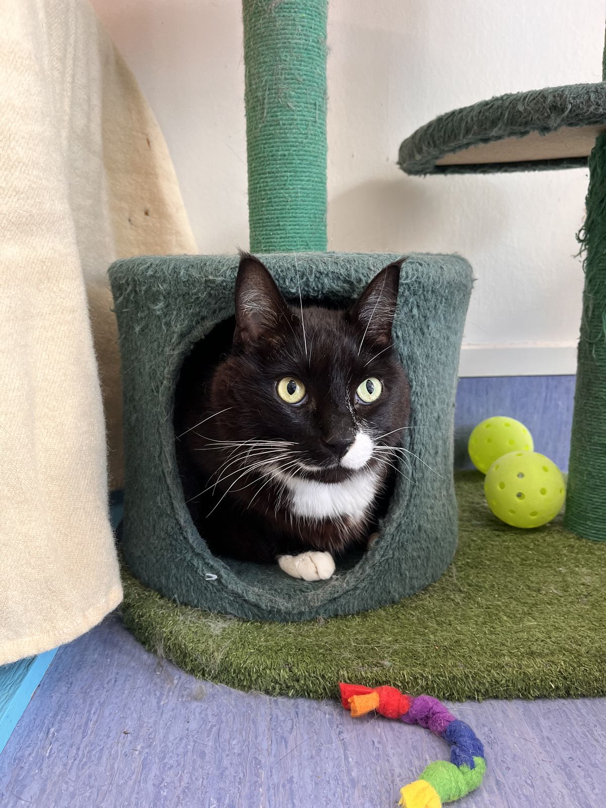 Gallery image: Mittens