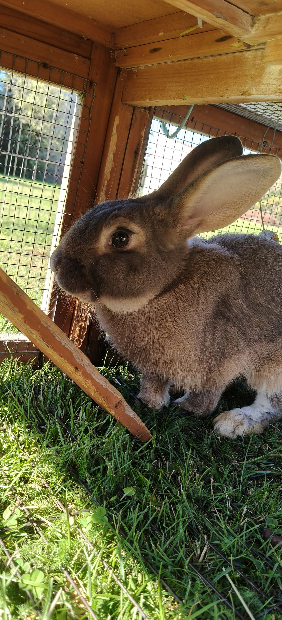 Gallery image: Nakoa