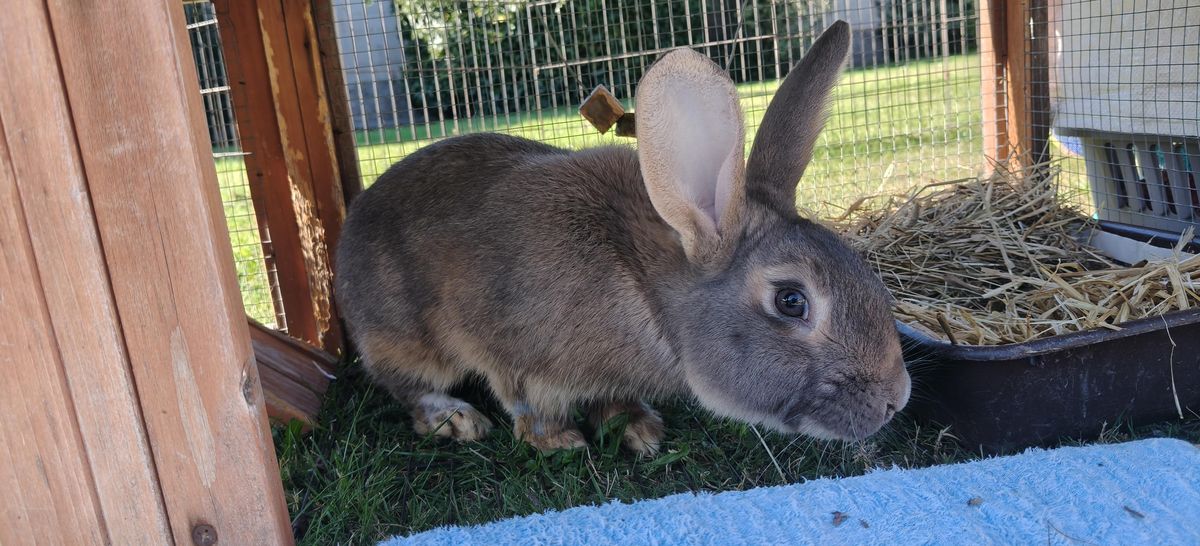 Gallery image: Nakoa