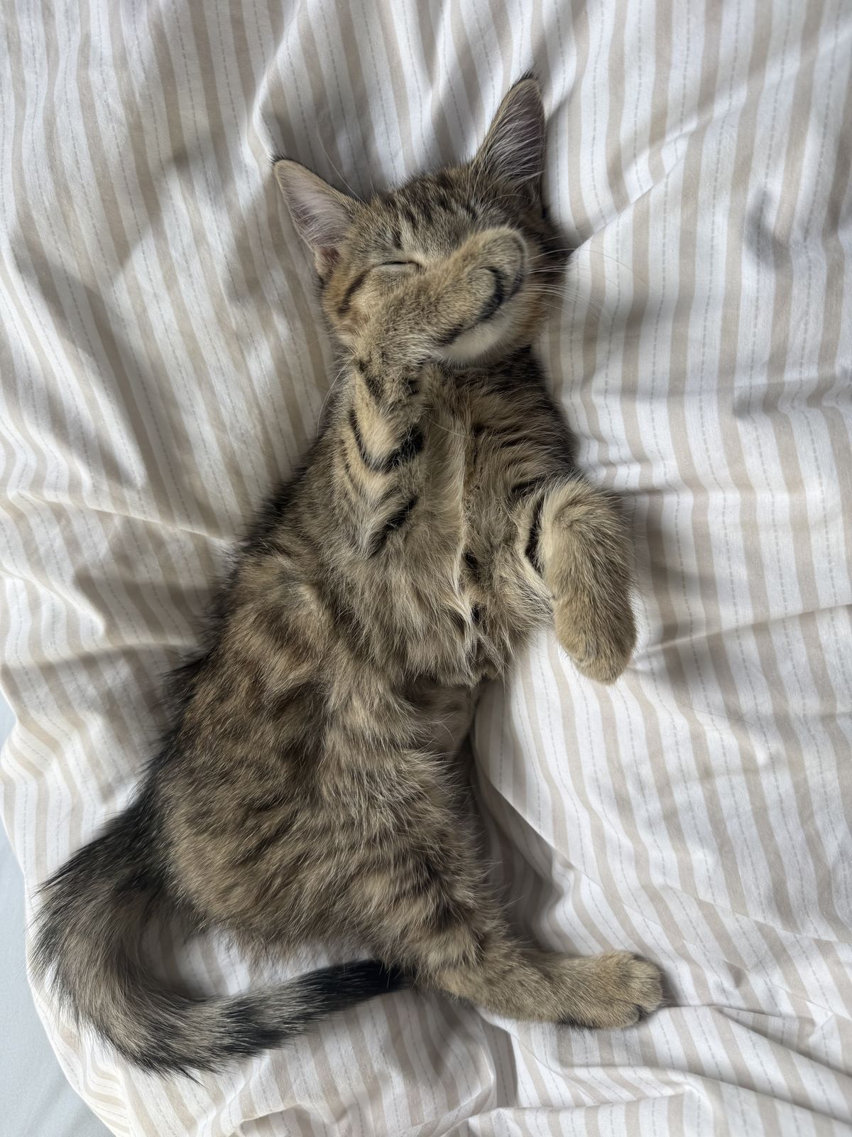 Gallery image: Cornflake 