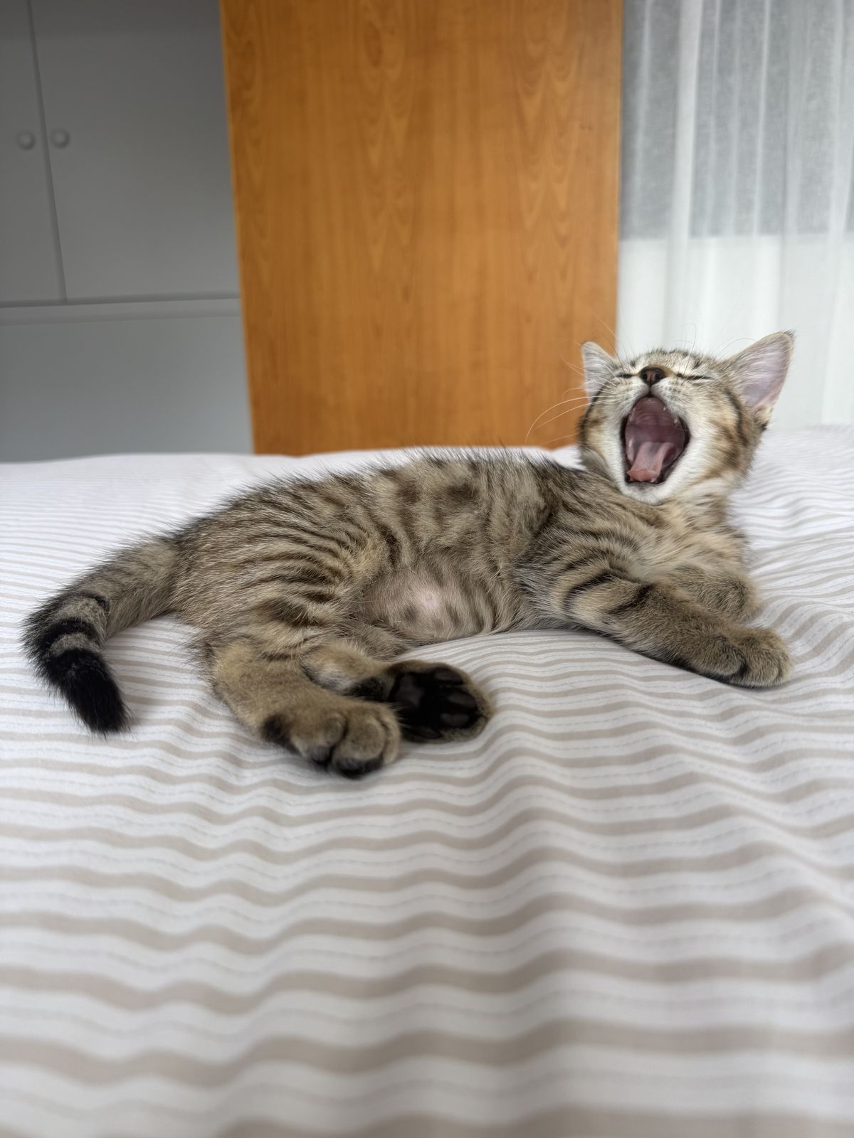 Gallery image: Cornflake 