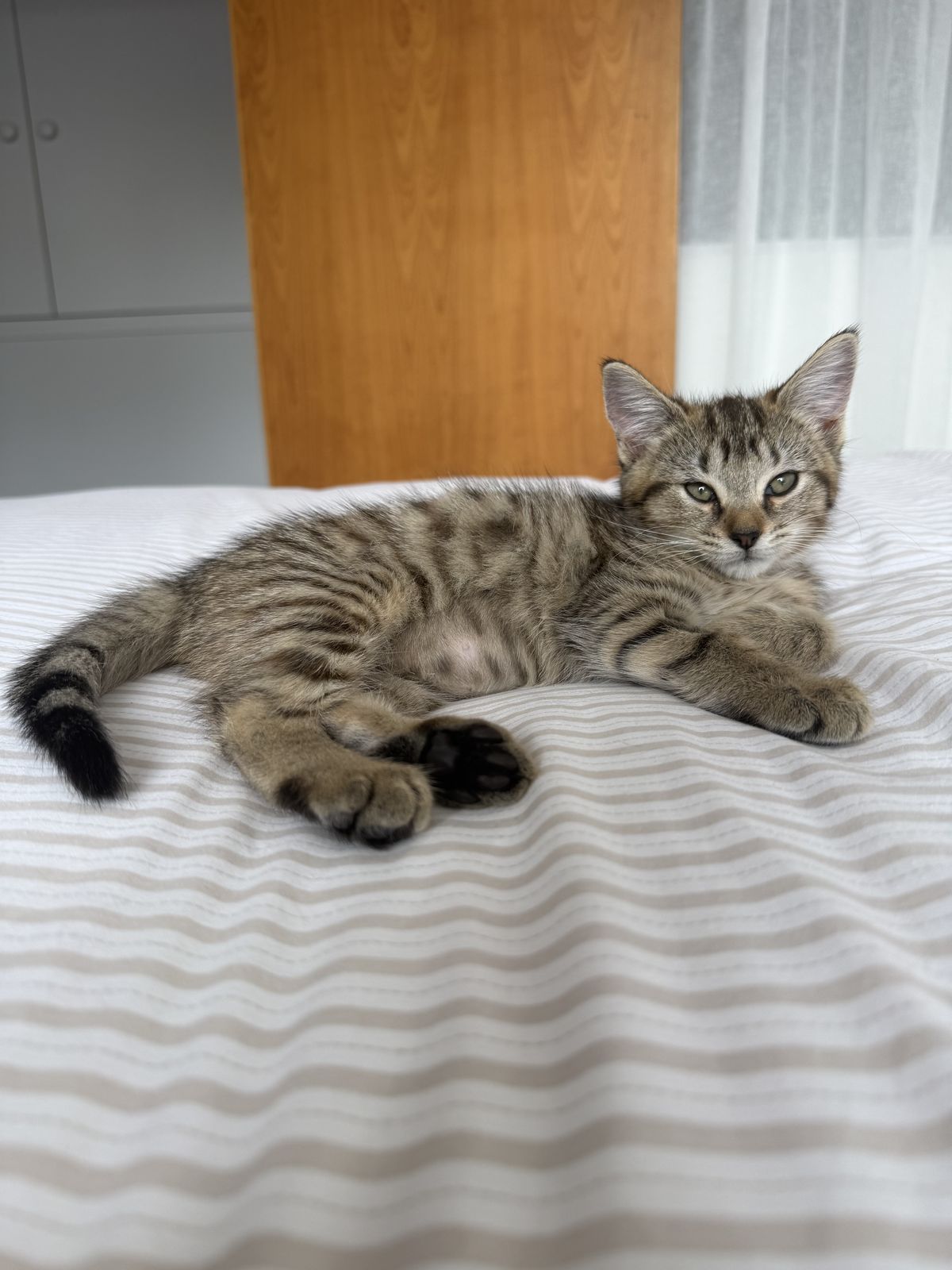 Gallery image: Cornflake 