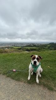 Gallery image: Vinnie Van Gogh