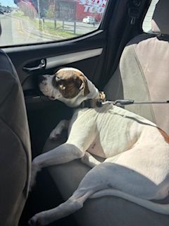 Gallery image: Vinnie Van Gogh