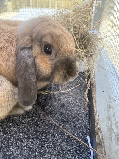 Cinnabun - Lop Eared