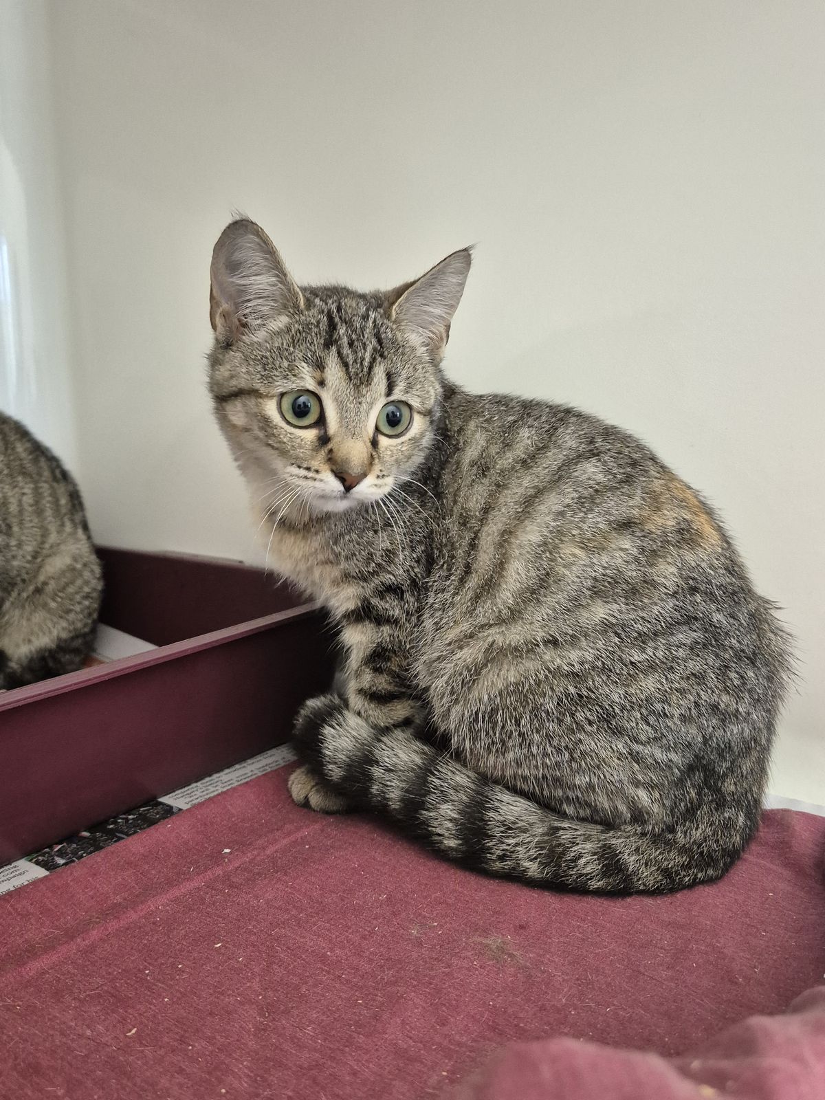 Gallery image: Heidi 