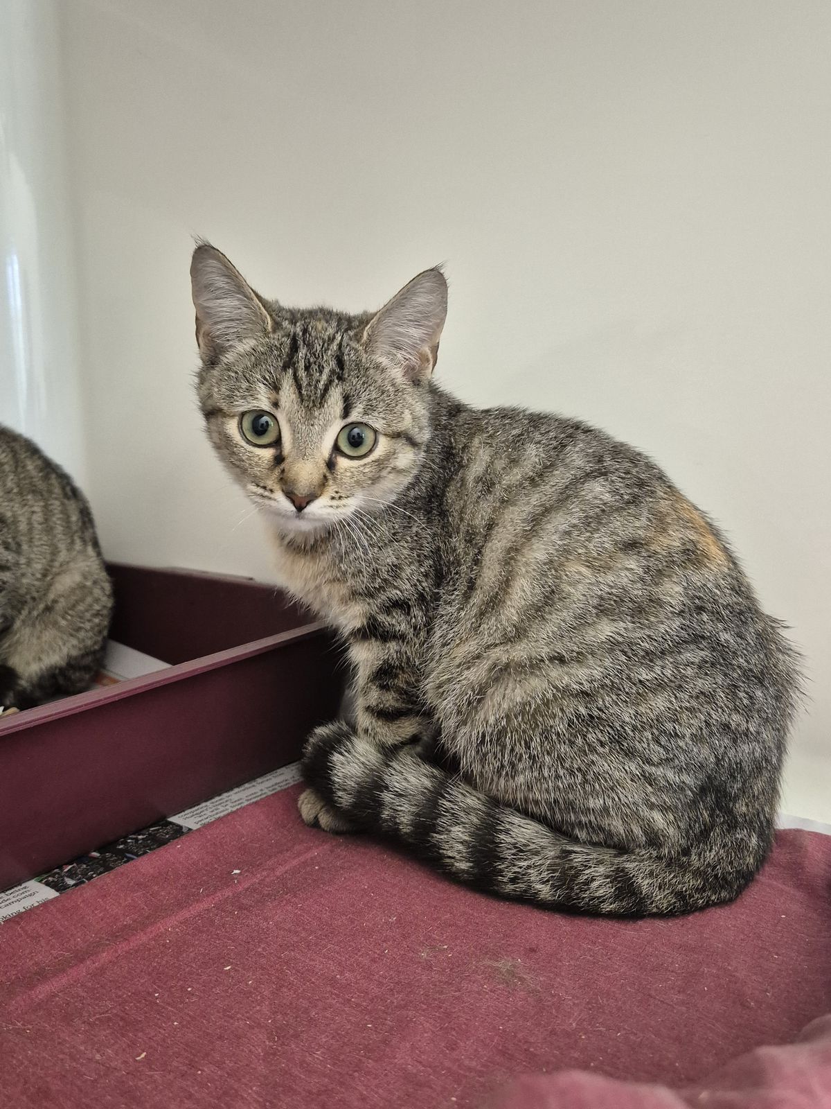 Gallery image: Heidi 