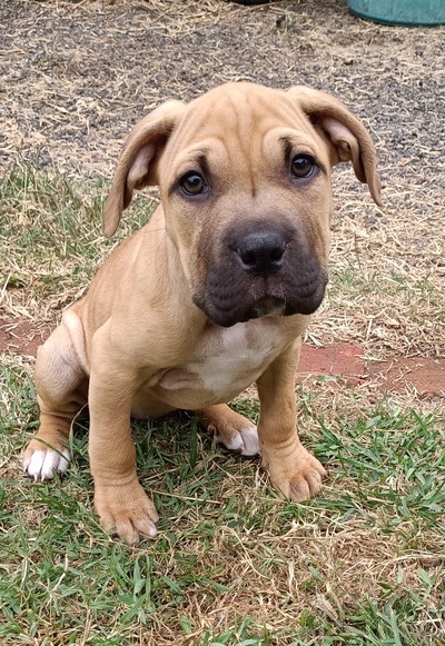 Skye - Medium Cross Breed