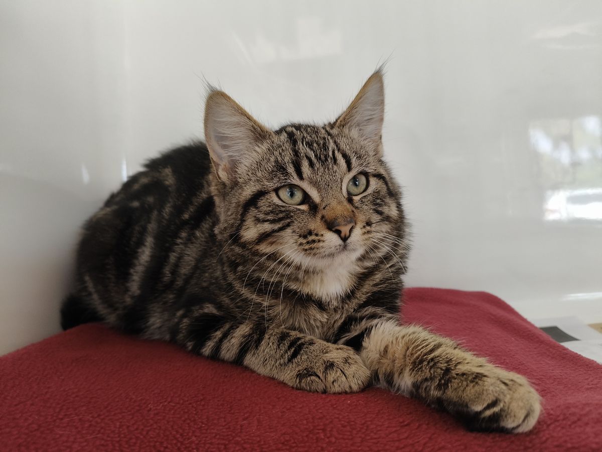 Gallery image: Asher