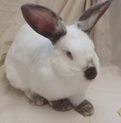 Carlos - Flemish Giant