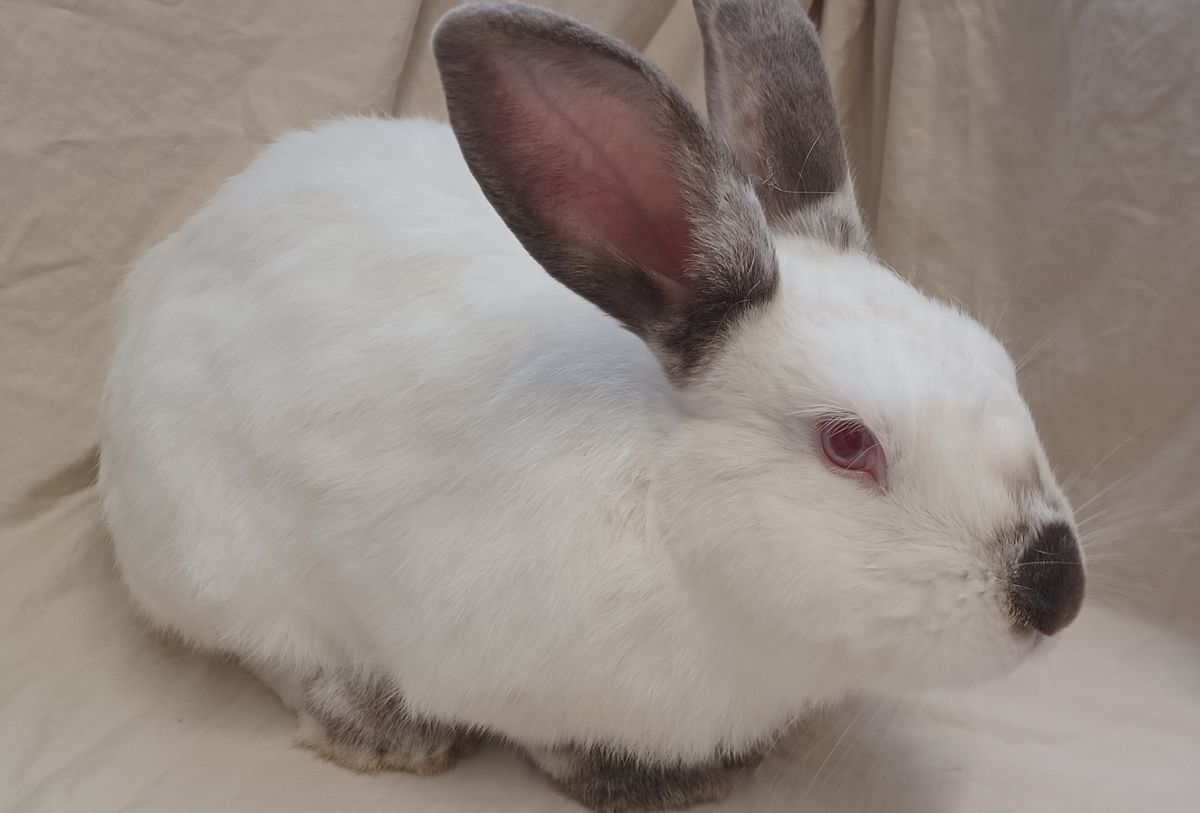 Gallery image: Carlos