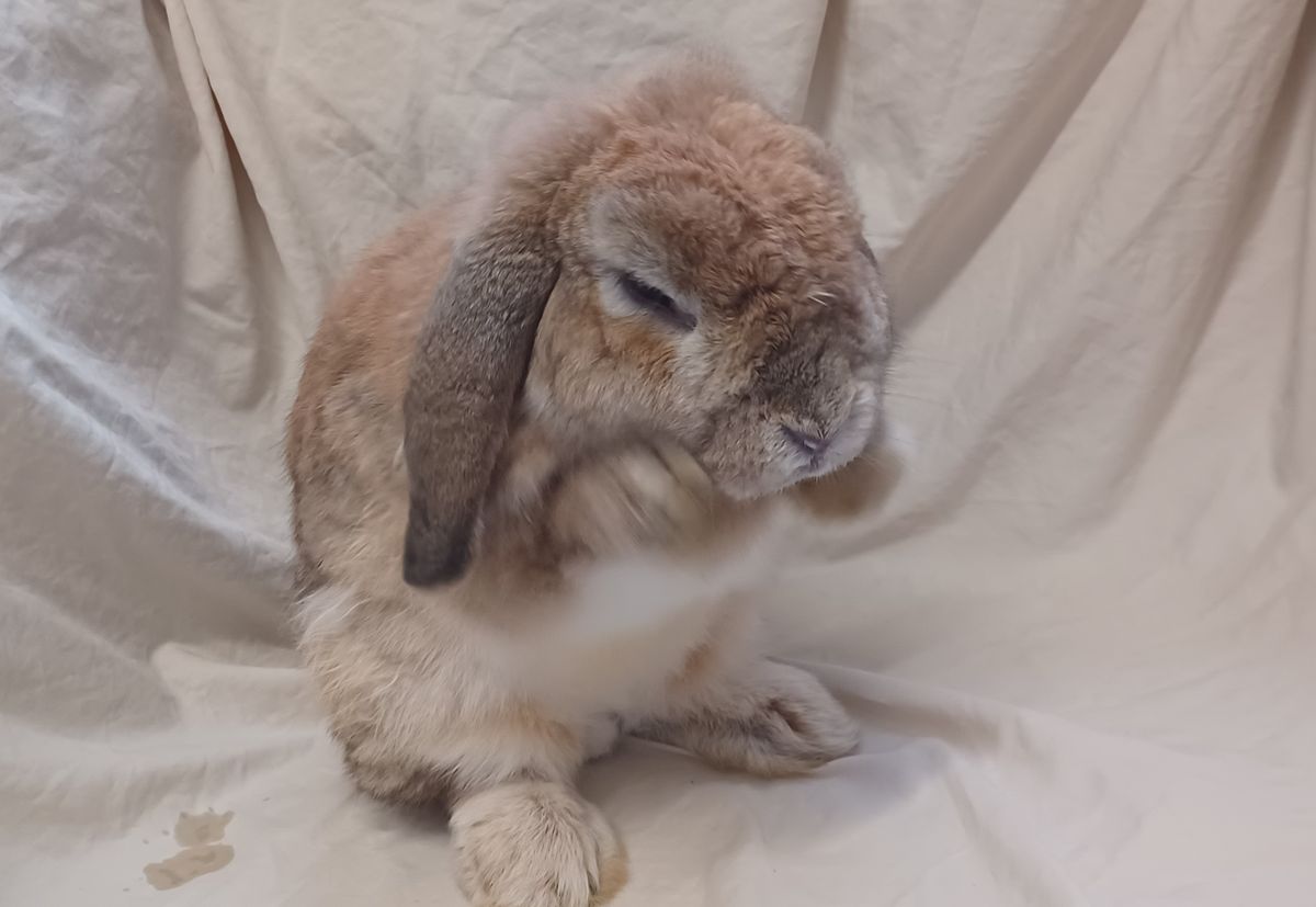 Gallery image: Roman