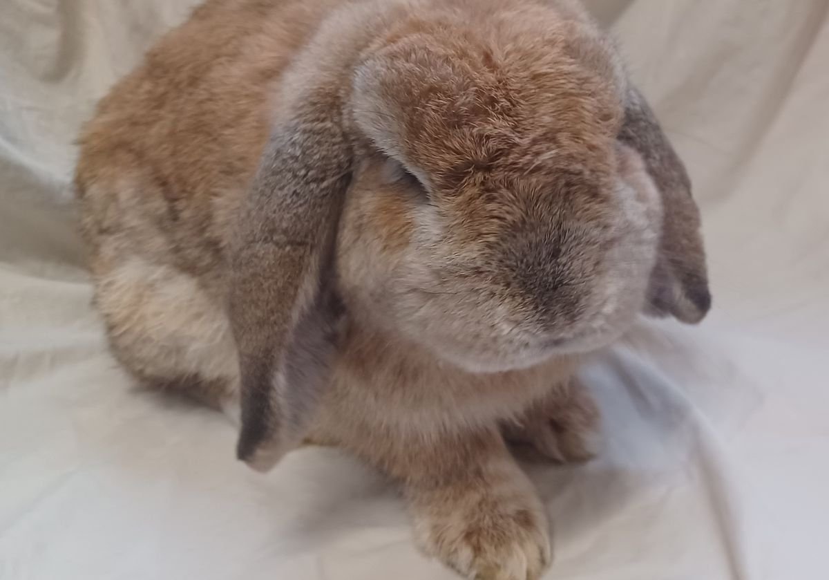 Gallery image: Roman