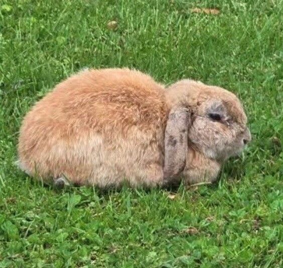 Gallery image: Roman