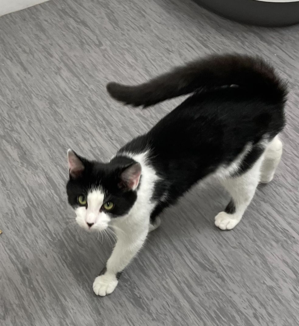 Gallery image: Domino