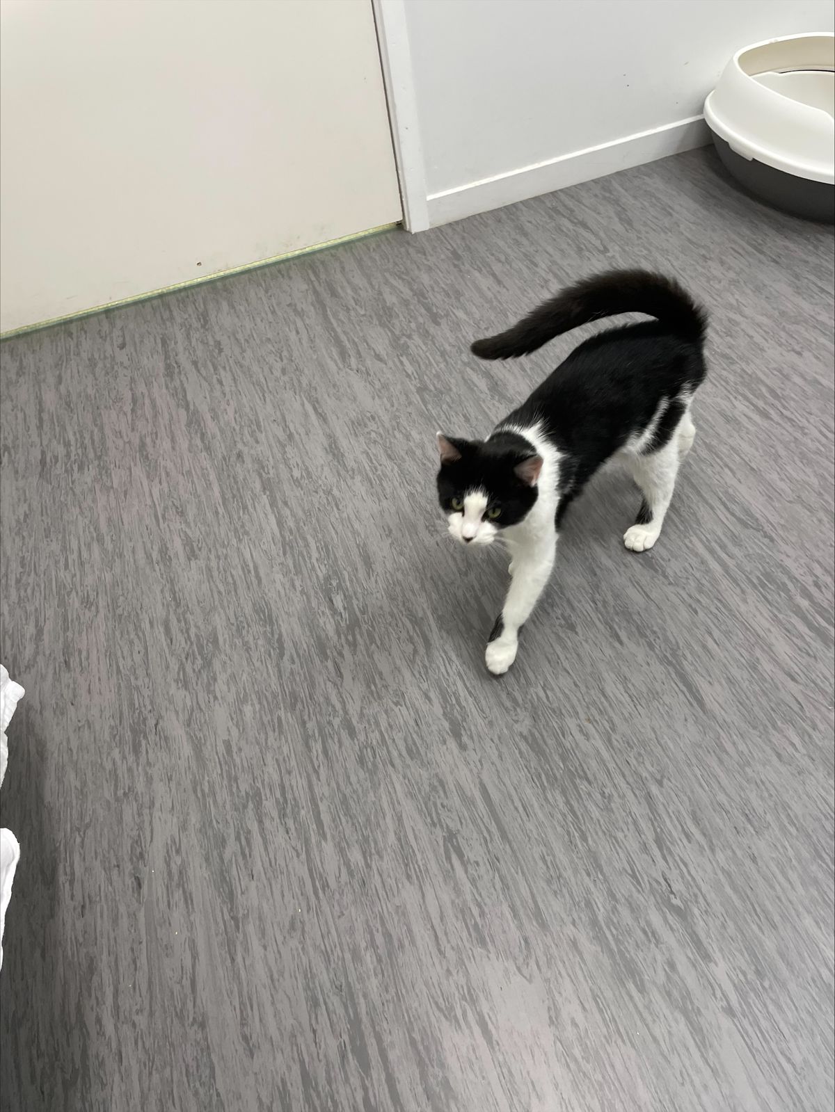 Gallery image: Domino