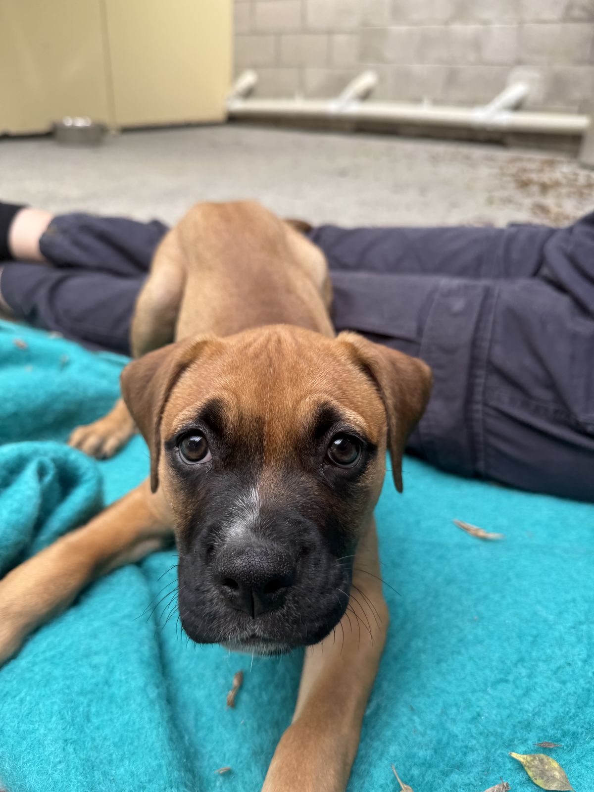 Gallery image: Petal