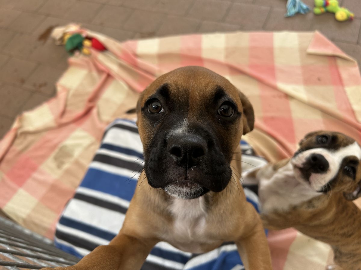 Gallery image: Petal