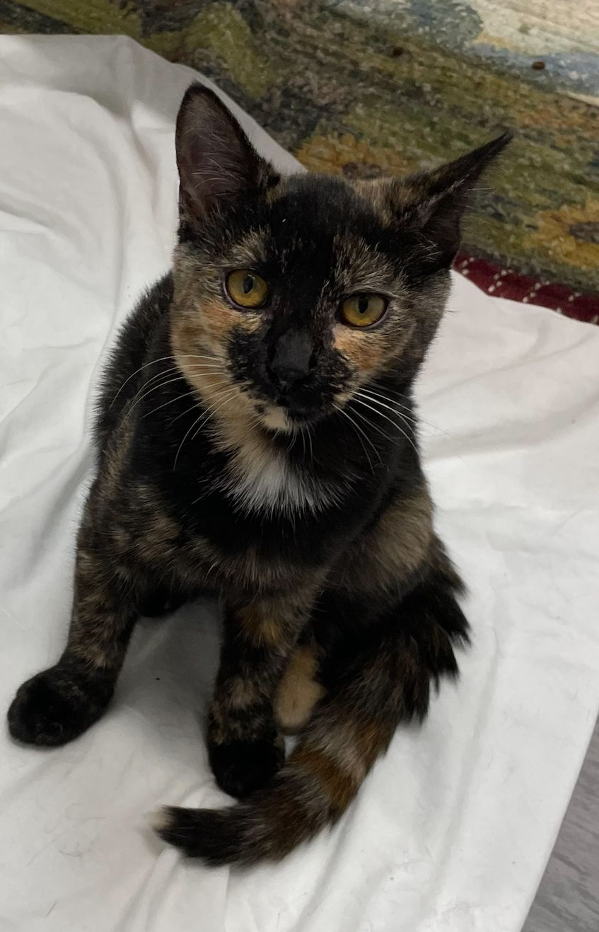 Gallery image: Dottie 