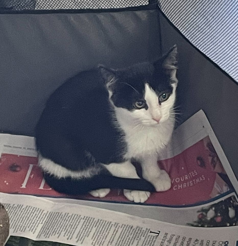 Gallery image: Mischief 