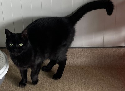 Missy - Domestic Short Hair