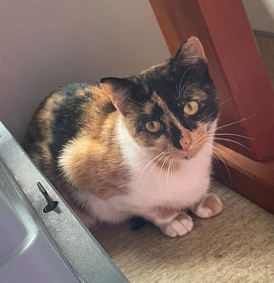 Penny - Domestic Short Hair