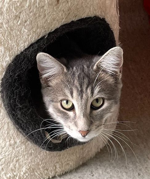 Gallery image: Silver