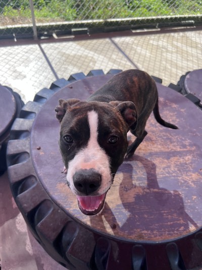 Mellow - Medium Cross Breed