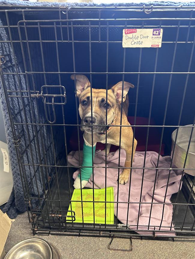 Queenie in crate at SPCA during recovery with bandaged leg