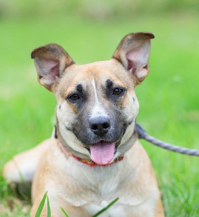 Queenie smiling in grass at new home after adoption from SPCA