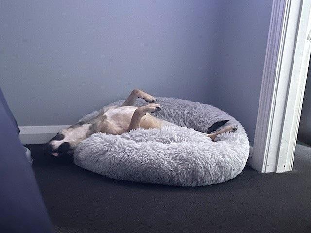 Queenie laying on her back asleep on soft bed, relaxed and comfortable in home environment