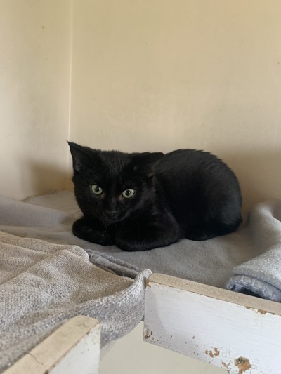 Riven  - Domestic Short Hair