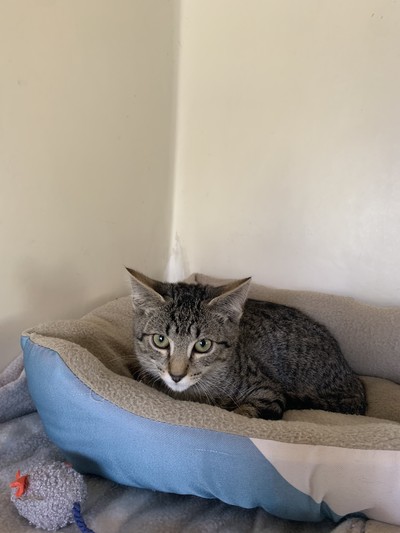 Wizz - Domestic Short Hair