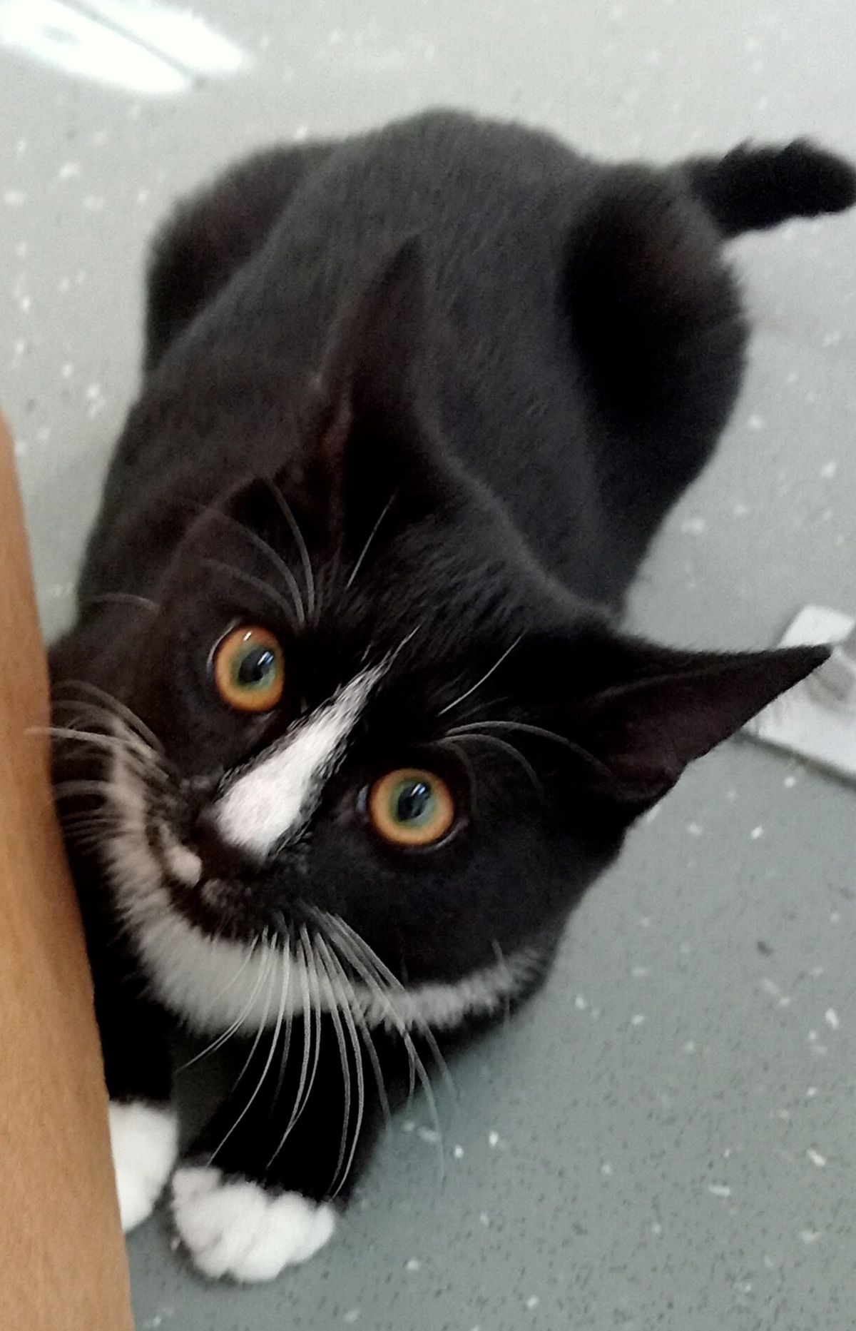 Gallery image: Piper