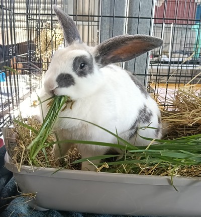 Zara - Mini Lop